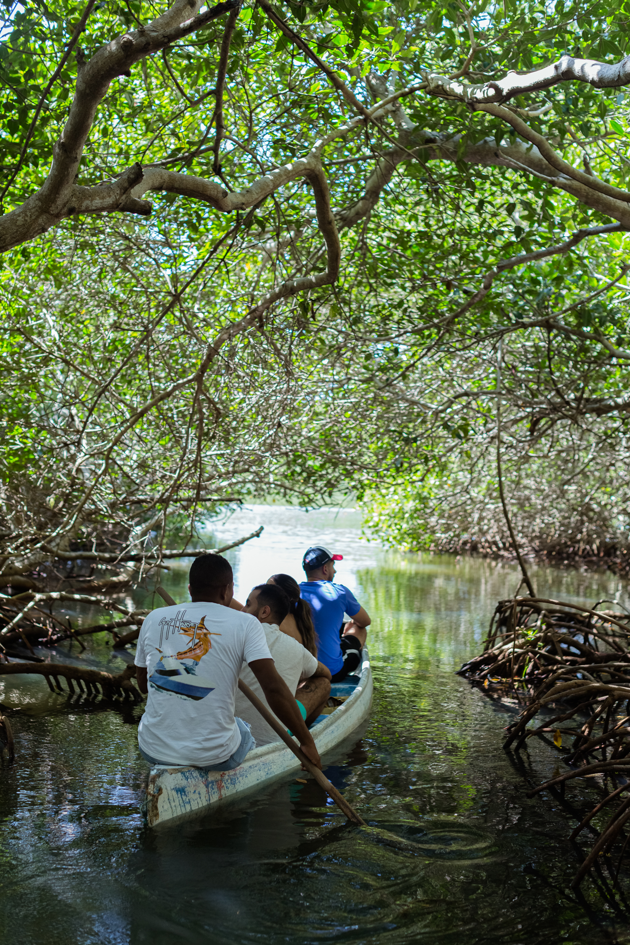Mangrove Tunnel Canoe Tour